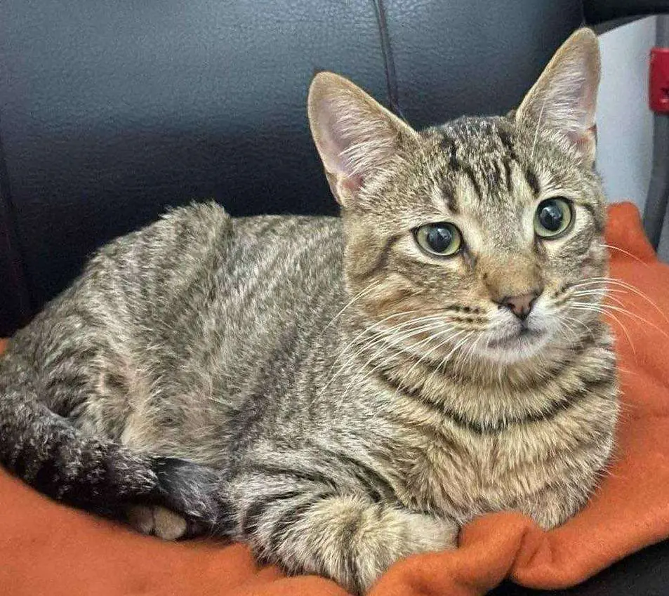 Gato en Ceuta