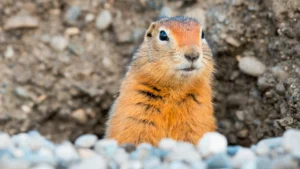 Cómo el clima, el viento y el relieve cambian el comportamiento de la fauna 16 tico 20estudio
